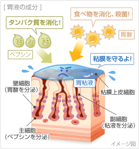 胃が胃酸で溶かされないのはなぜ？