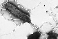 ピロリ菌の顕微鏡像